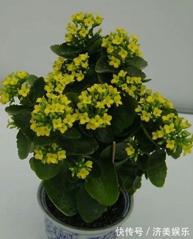 长寿花花茎变黑,原因分析与指导意见,对症处理,花才会养爆盆