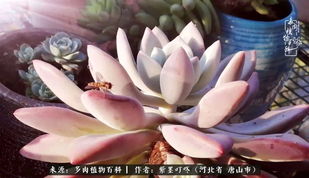 普货|从平凡中寻找美感,从噪杂中寻找宁静——多肉给予我的心灵疗愈!