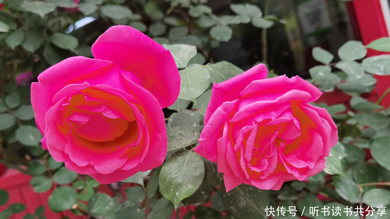 花花世界|紫色月季花在北京的花花世界中最显高贵