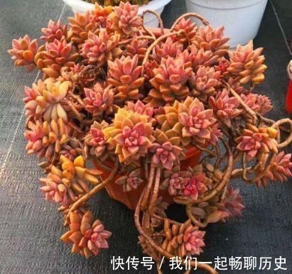 浇水|温度低多肉不生长?给它做4步,反而养出“美肉肉”,直接出状态