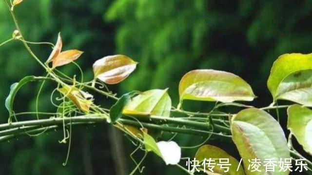 金刚藤|荒地上一种带刺树藤,老农挖根部泡酒喝祛风湿,藤做成手镯不便宜