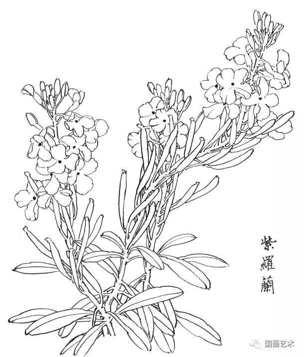  白描|花卉白描图谱选页分享