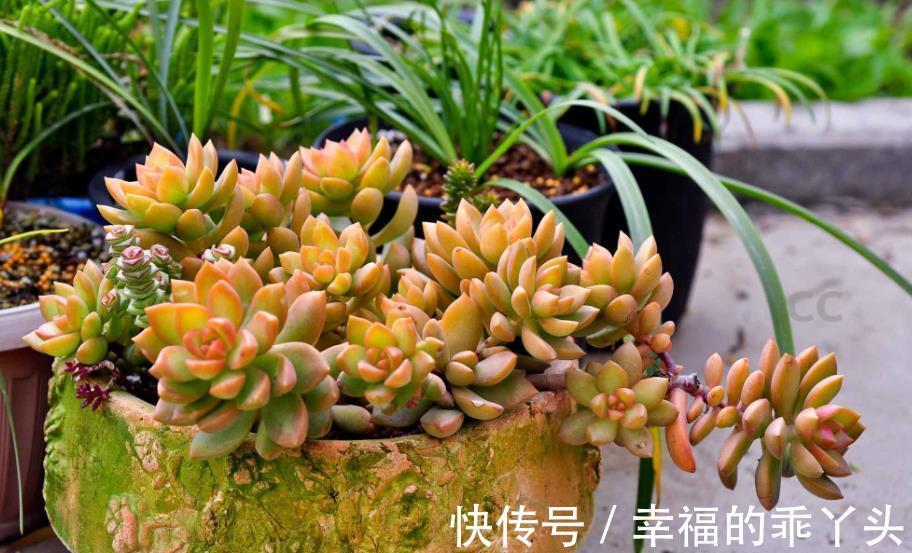 不怕冷的6种多肉,冬天开窗“冻一冻”,颜色靓丽惹人爱