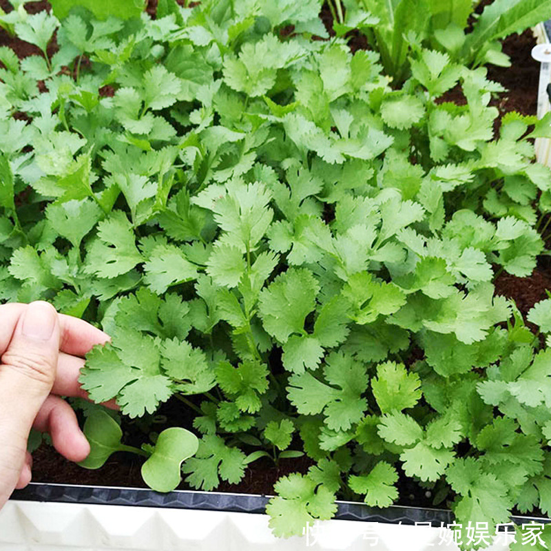 菜根|4种“小菜根”,吃完不要扔,埋在花盆里,半个月又长出新蔬菜