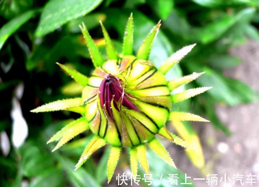 十二月养文竹,在“三位置”留点水,芽笋“咕噜”冒,养成小老桩