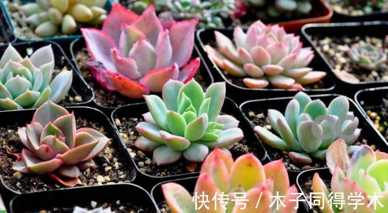红砖|搬两块砖回家养花吧！过程有趣，效果喜人