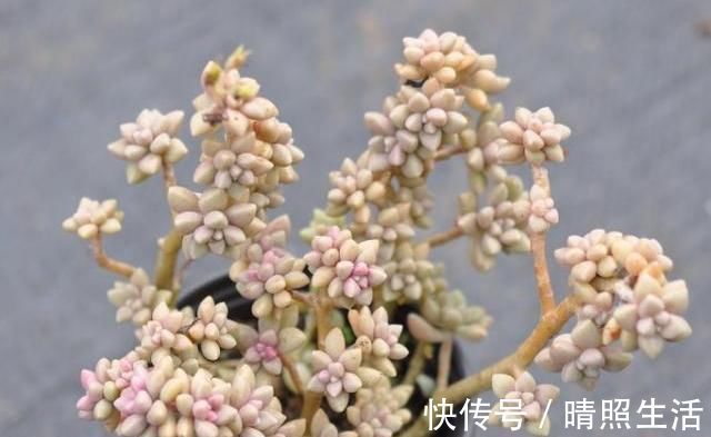 多肉植物|养多肉的花友们切记,多肉长了花剑,一定要忍痛把花剑处理掉