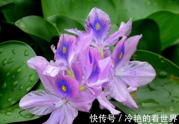 漂亮花|三种“漂亮花”,好养颜值高,却被花友“嫌弃”,不是没道理