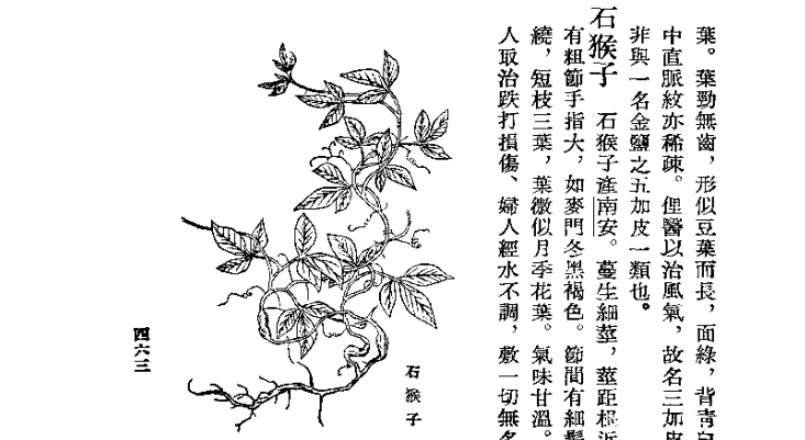 这种抗癌的中草药只有中国特有,你们家乡有吗?