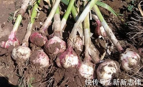 高血压|血压高别总吃药,多吃这6天然“降压”食物,血压会慢慢平稳!