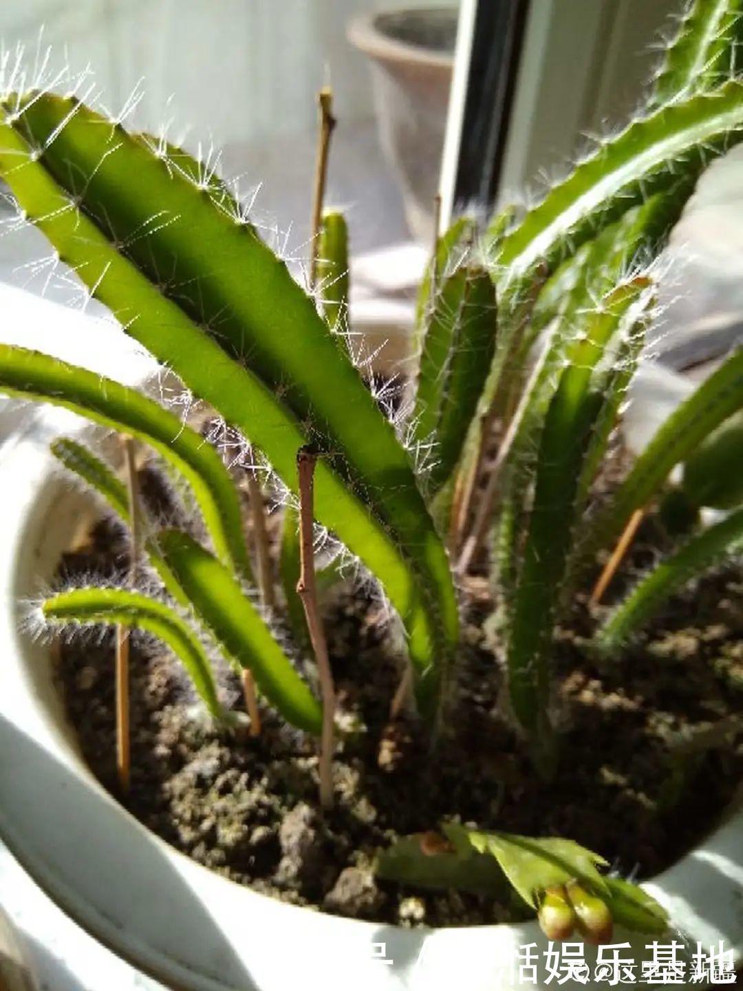 大爷家荷花种在花盆里,1次开花20朵,比巴掌还大!