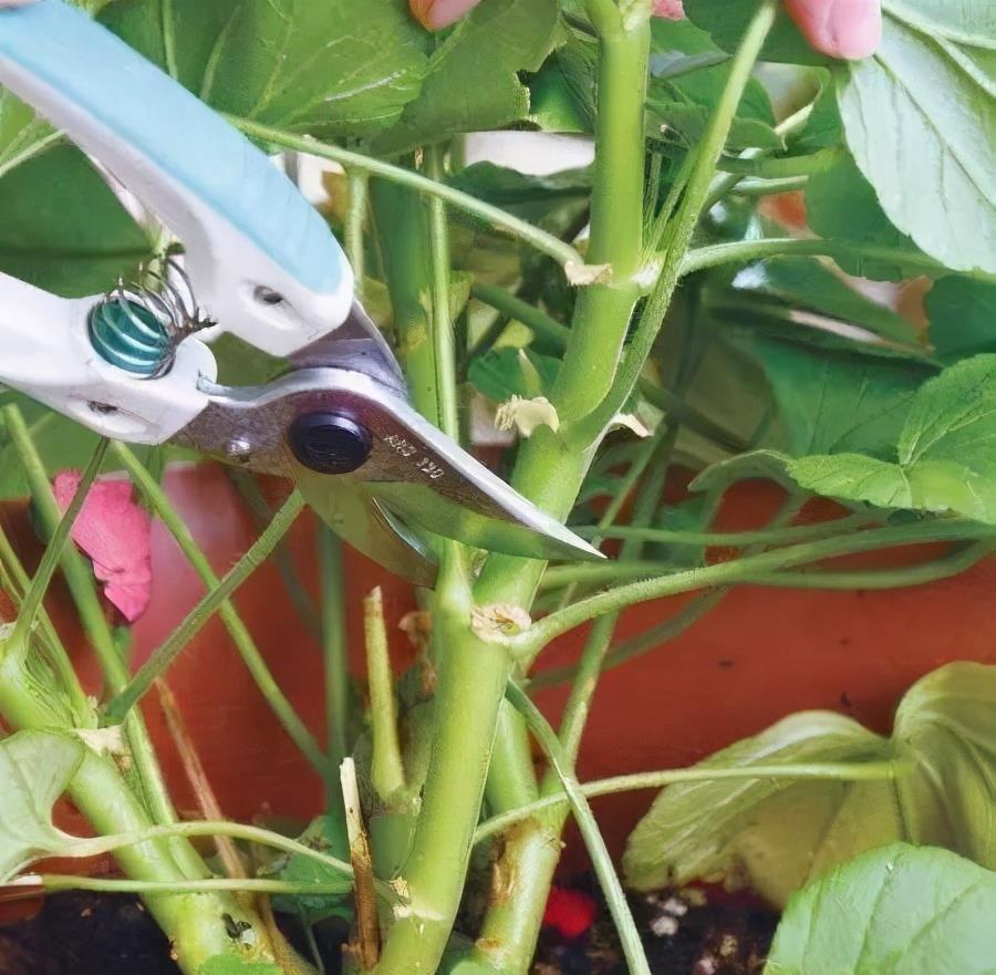漂亮|3种漂亮花，开完花快剪，浇一次肥，营养足，花开一茬接一茬