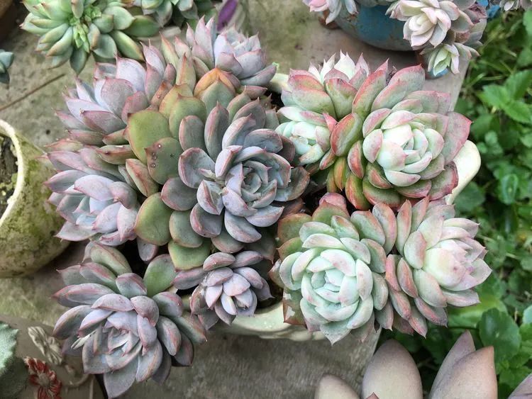 养多肉会上瘾，3年养了500多盆，既美化了环境又愉悦了心境！