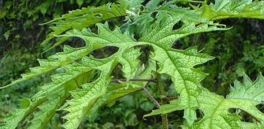 在农村此物亦草亦花，可解蝎子毒马蜂毒，可治中暑消肿止痛！
