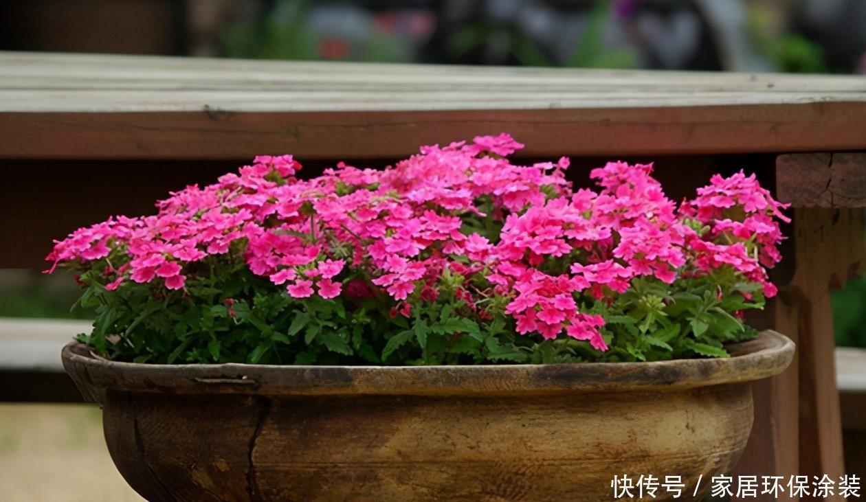 家庭养花选它制作肥料,了解做法,才能既省钱好用又没臭味