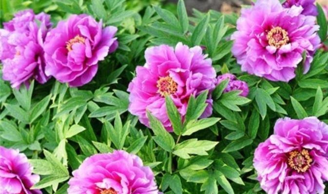 4种花，一养就是100年，开花漂亮，优雅高贵，养成“传家宝”