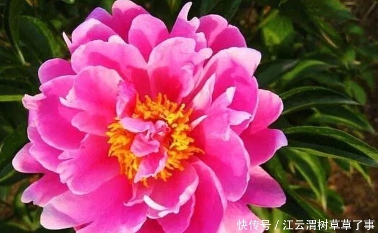 4种花养在阳台，花朵硕大花期长，天天能赏漂亮花