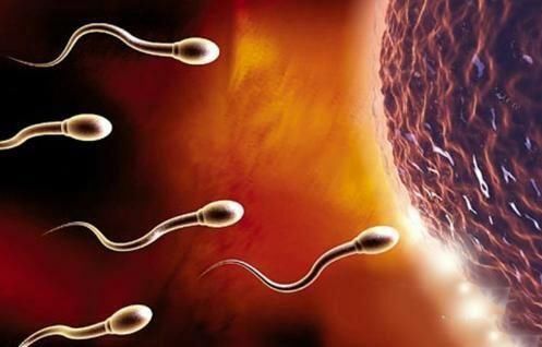 黄金|月经走后哪天最容易怀孕?抓住“黄金受孕期”,生个宝宝并不难