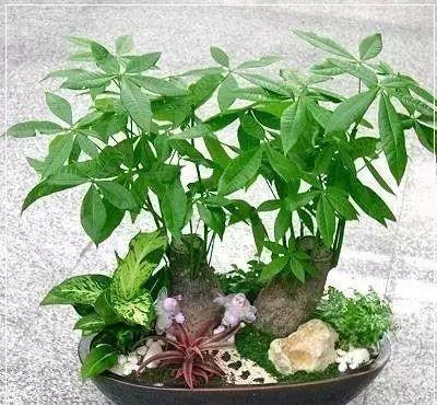 越不浇水越能养爆盆,懒人或者新手养花就选此6种