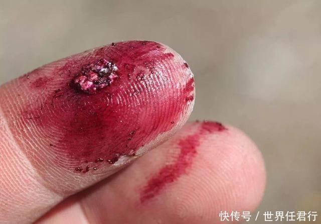 虫子|这种虫子是制作口红的原材料,口红越是昂贵,虫子的含量越多?