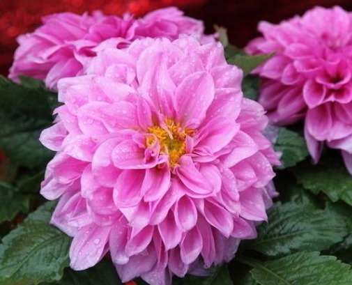 此花精致迷人，优雅红色的花朵美丽妖艳，象征着炽热的爱