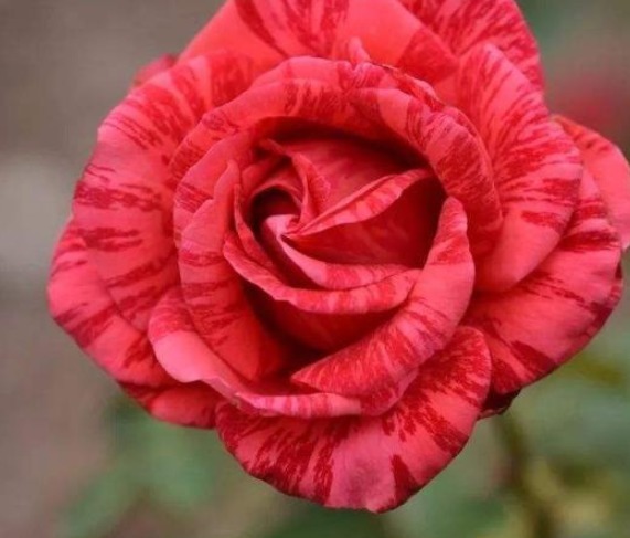 三个国外培育出来的月季，花朵颜色十分鲜艳，而且抗病性能非常强