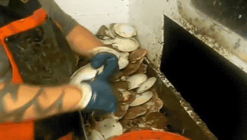 扇贝|瑶柱是啥市面上千元一斤,可惜很多人不识货,当烧烤吃被扔掉了