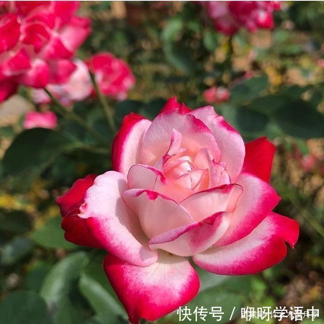 粉色|5款唯美粉色月季。美人如玉粉妆琢,粉色娇羞白如雪。抗病好养