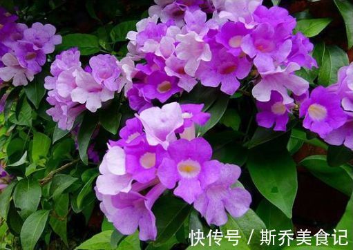 温室|家养此款花,耐旱耐热懒人必备,简单几个技巧,轻松养爆盆