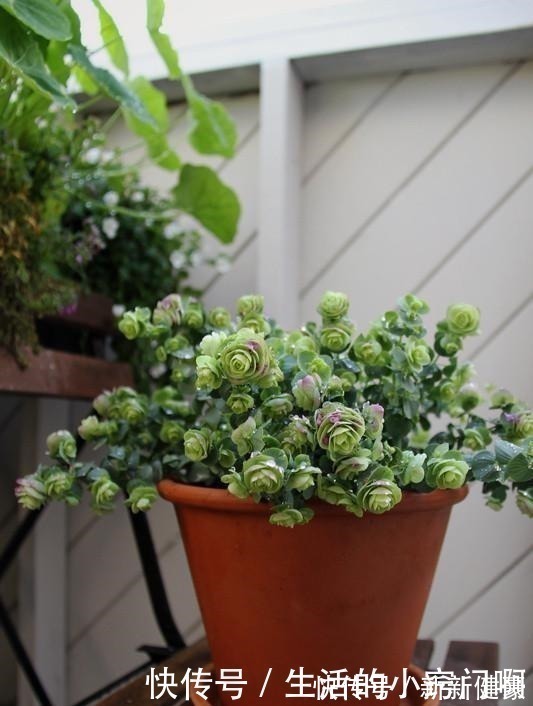 栽培|此新型“网红”盆栽,花叶俱美,香气四溢,种植容易,很值得栽培!