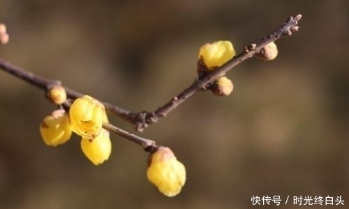 家门|家有这六天出生的女人，命中带金，家财蒸蒸日上，小人不敢进家门