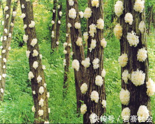 红枣|秋天经常吃这种“穷人燕窝”,不出一个月,不便秘了,皮肤也好了