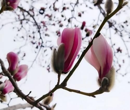 珠珠|花期正好!趵突泉畔的玉兰蜡梅绽放啦!喜气洋洋迎新春!