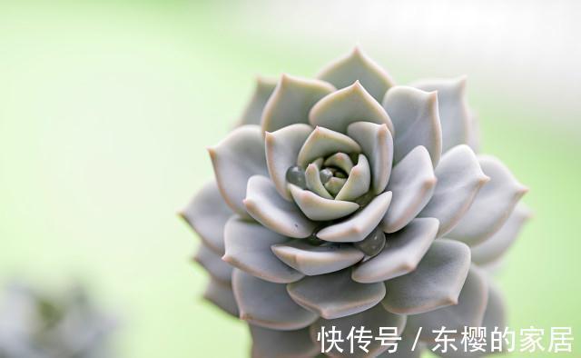 多肉白牡丹仿佛天然矛盾体,有叶插之王的称号,却不易度夏