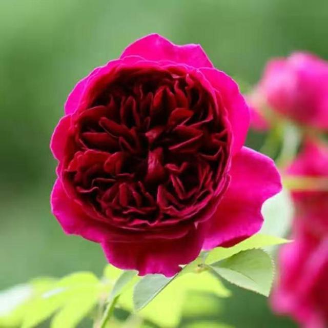 邻居在院子养了“1种花”，养上2年长一片，开花又香又好看，羡慕