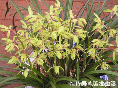 电风扇|养好蕙兰“四要素”缺一不可，特别记住最后一点，买家没有卖家精