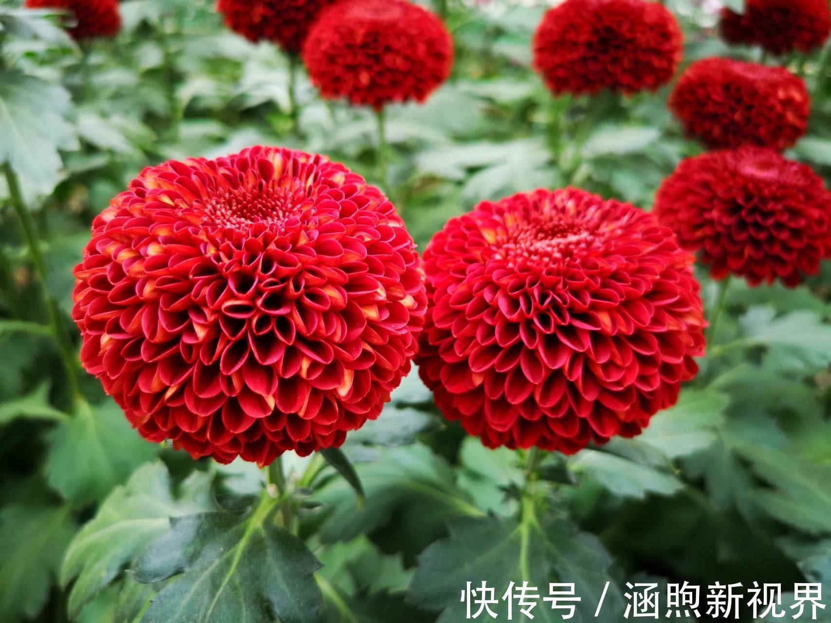 小花朵|花开似乒乓，小巧玲珑又可爱，喜欢菊花的你不要错过乒乓菊