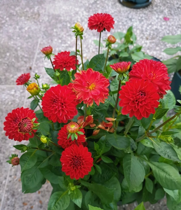 花朵|你见过比它们还红的花吗纯正的国旗红,艳丽夺目!