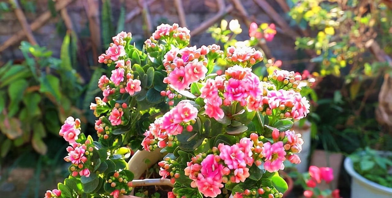 长寿花总“装菜”,赶紧“虐一虐”,加快分化,开春就能闻到花香