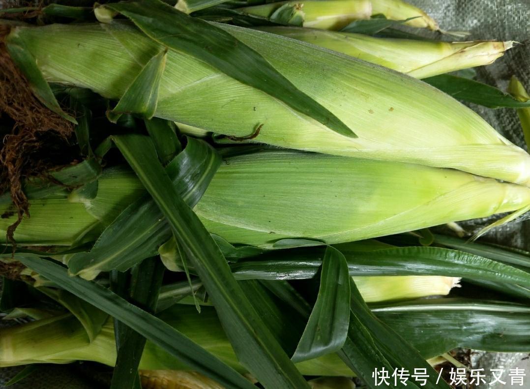 甜玉米糯玉米采摘正当时,教你几招,让你选到老嫩适中的鲜玉米棒
