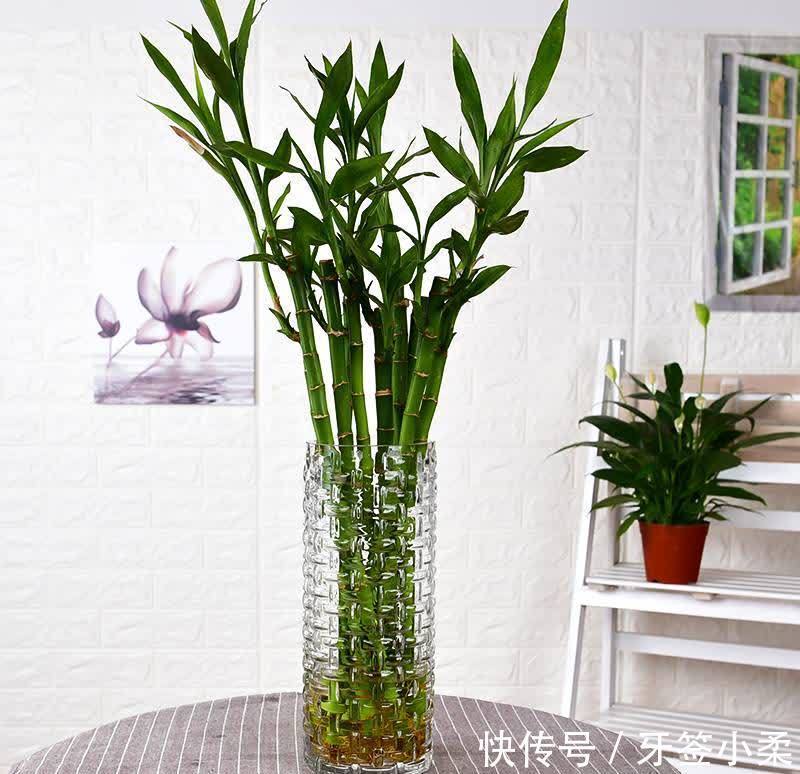 吉祥|7种寓意“旺财”的花，适合养在家里，看着就有好兆头