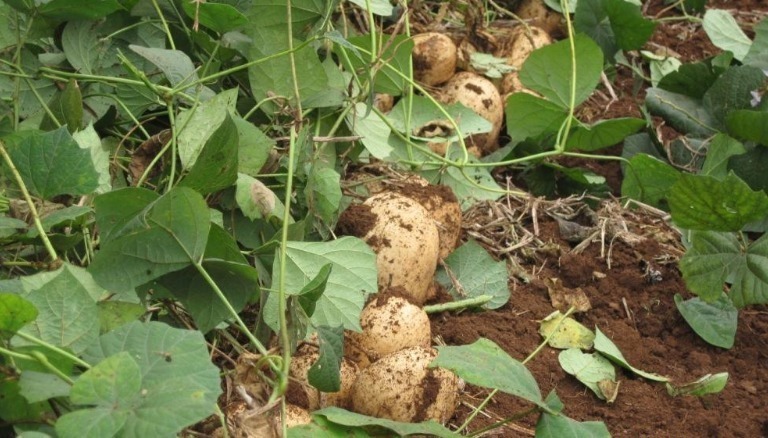 长在土里的4大宝贝,第2被誉为植物肉,第3农村娃才喊得出名儿