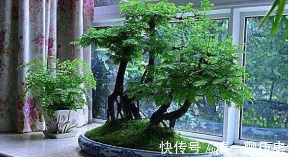 水杉|这些树被称“活化石”,还极好养,1根枝条插土里,浇水就能活