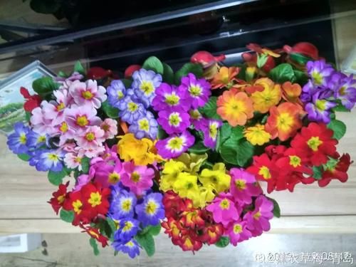 10种“稀罕花”，连名字都认不全，竟然拼命掏钱买