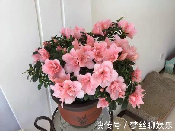 君子兰|老花农1句话,茶花养的花大叶绿,比看书还长知识!