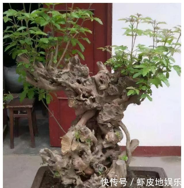 黄荆树|山上2种“树疙瘩”，烧火都嫌弃，园艺大师却高价收，再丑都要