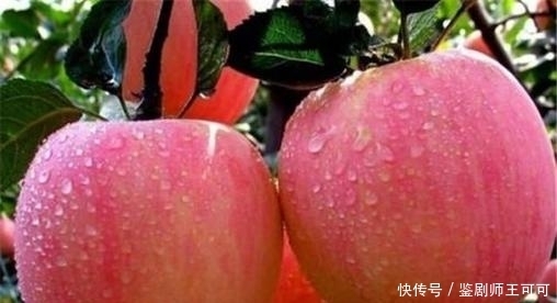 90后的新农人,采用新技术,愿做新型农业的引领者