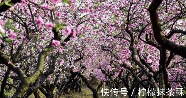 院子栽树有讲究，栽对能旺宅，这3种树不能出现！我家就栽错了