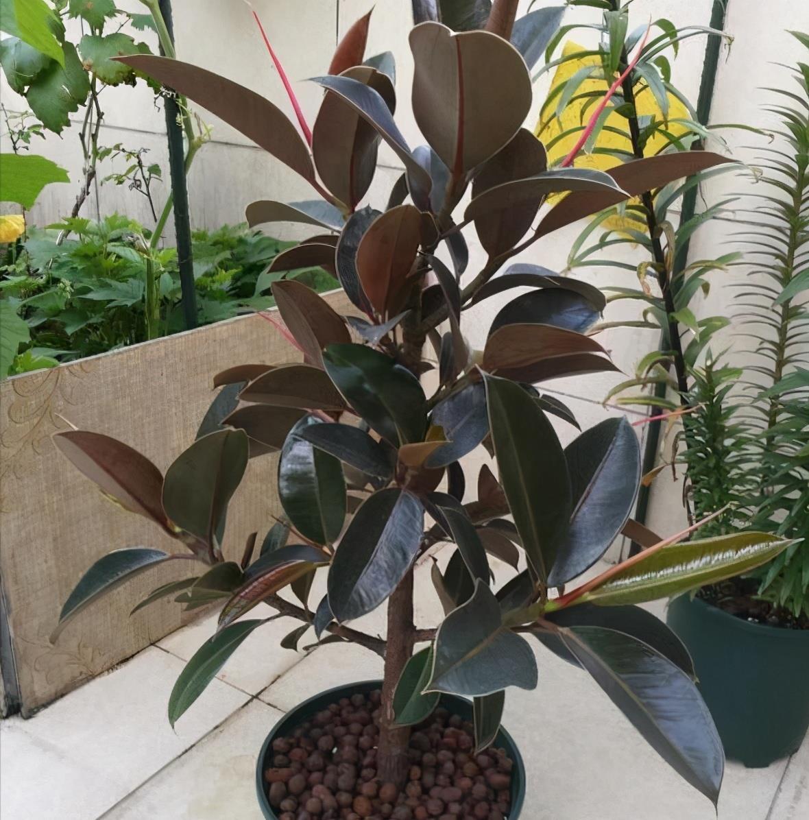 栀子花|6种“漂亮花”,7月不修剪,后悔一整年