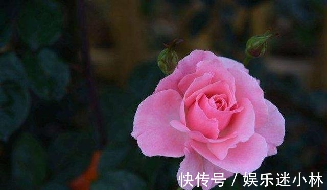 射手座|1月，桃花吹来，喜逢良缘，恭喜，这4大星座爱情甜蜜幸福